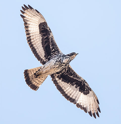 African Hawk-Eagle in flight